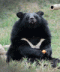 slothbear's Avatar